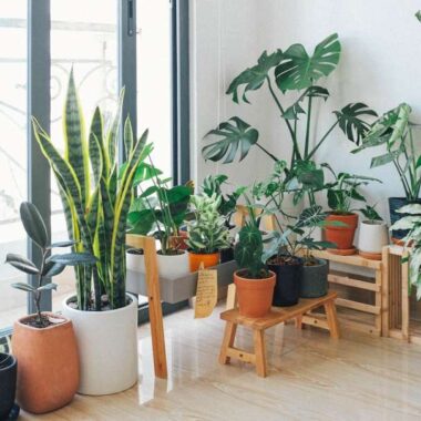 7 Effective Benefits of Having Plants at Home