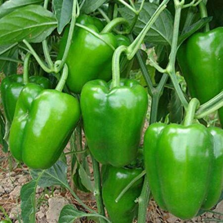 capsicum seed for home garden