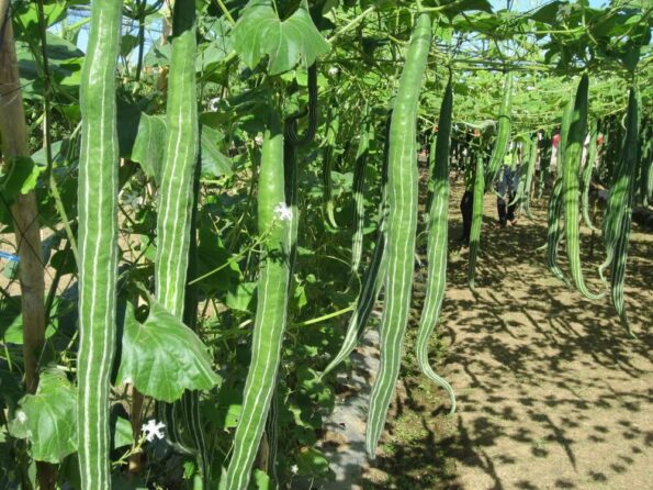 Snake Gourd Chichinda