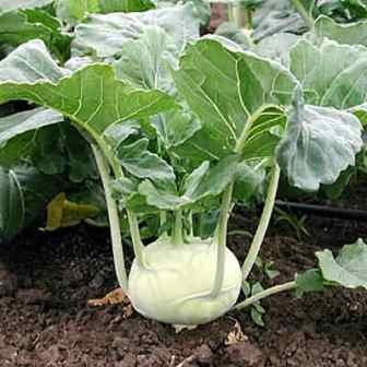 Turnip Cabbage Seeds