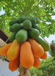 papaya