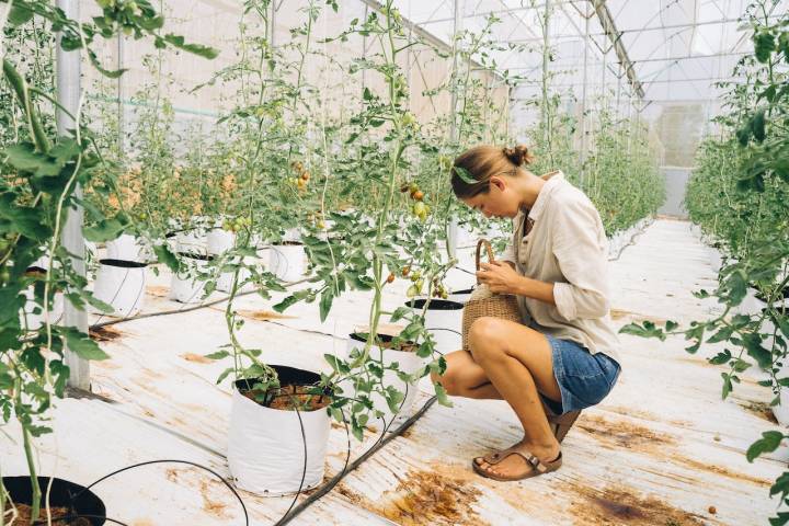 indoor vertical farming